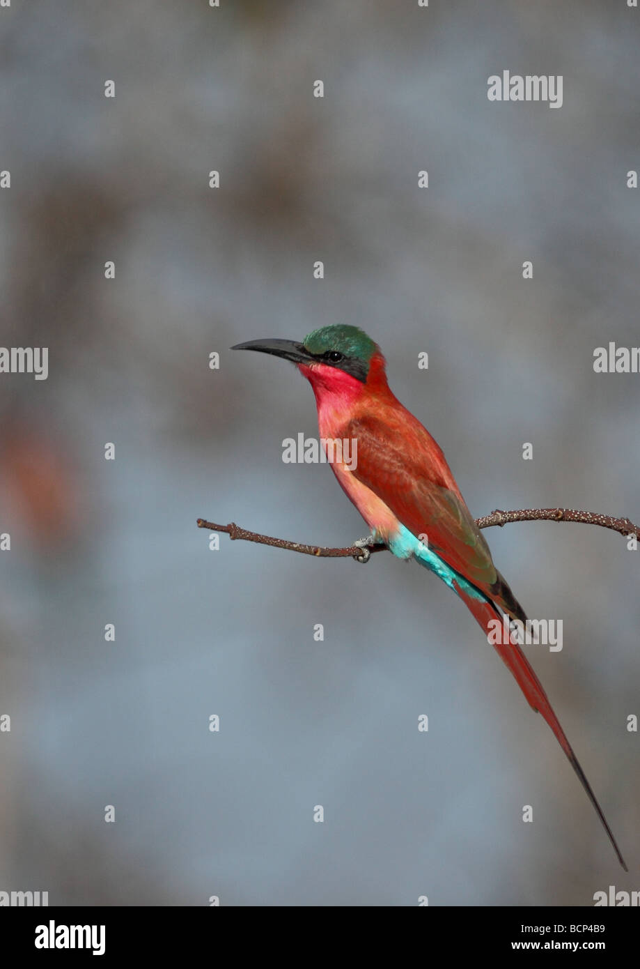 Southern Carmine Gruccione (Merops nubicus nubicoides), Zambia,Africa Foto Stock