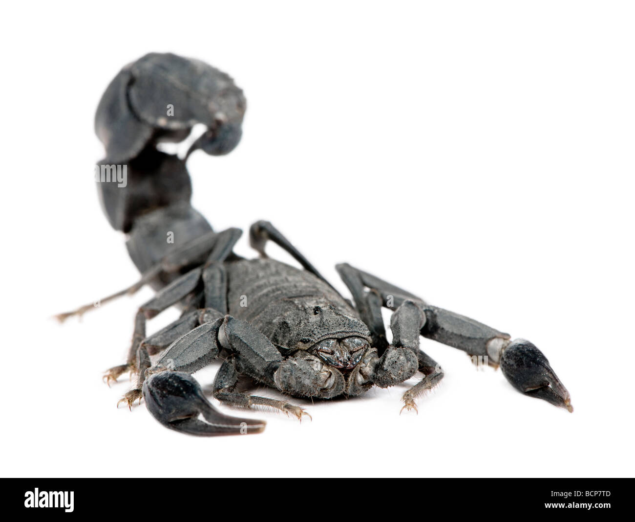 Scorpion, Androctonus mauretanicus, di fronte a uno sfondo bianco, studio shot Foto Stock