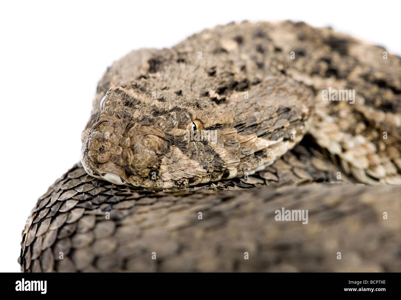 Puff africana sommatore snake, Bitis arietans, di fronte a uno sfondo bianco, studio shot Foto Stock