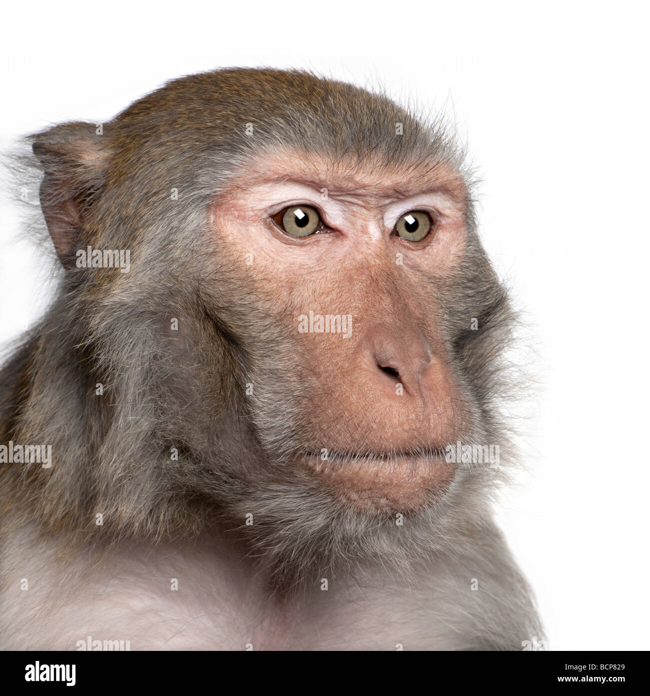 Macaco Rhesus, macaca mulatta, di fronte a uno sfondo bianco, studio shot Foto Stock