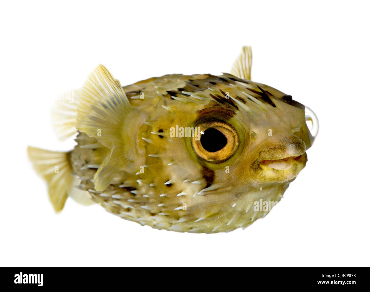 Allungate la spina dorsale porcupinefish, noto anche come balloonfish spinoso pesce, Diodon holocanthus, di fronte a uno sfondo bianco Foto Stock