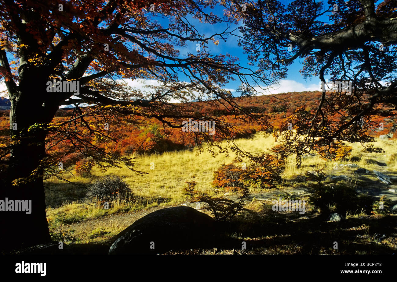 Scheinbuchen suedbuchen nothofagus southern faggi los glaciare np patagonia argentinia patagonien argentinien Foto Stock