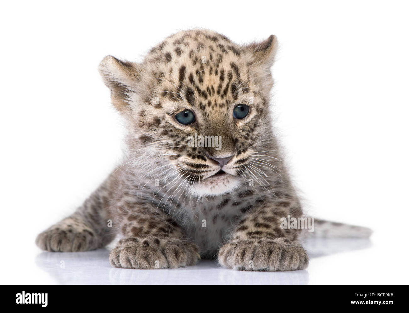 Il persiano leopard Cub, 6 settimane di età, di fronte a uno sfondo bianco, studio shot Foto Stock