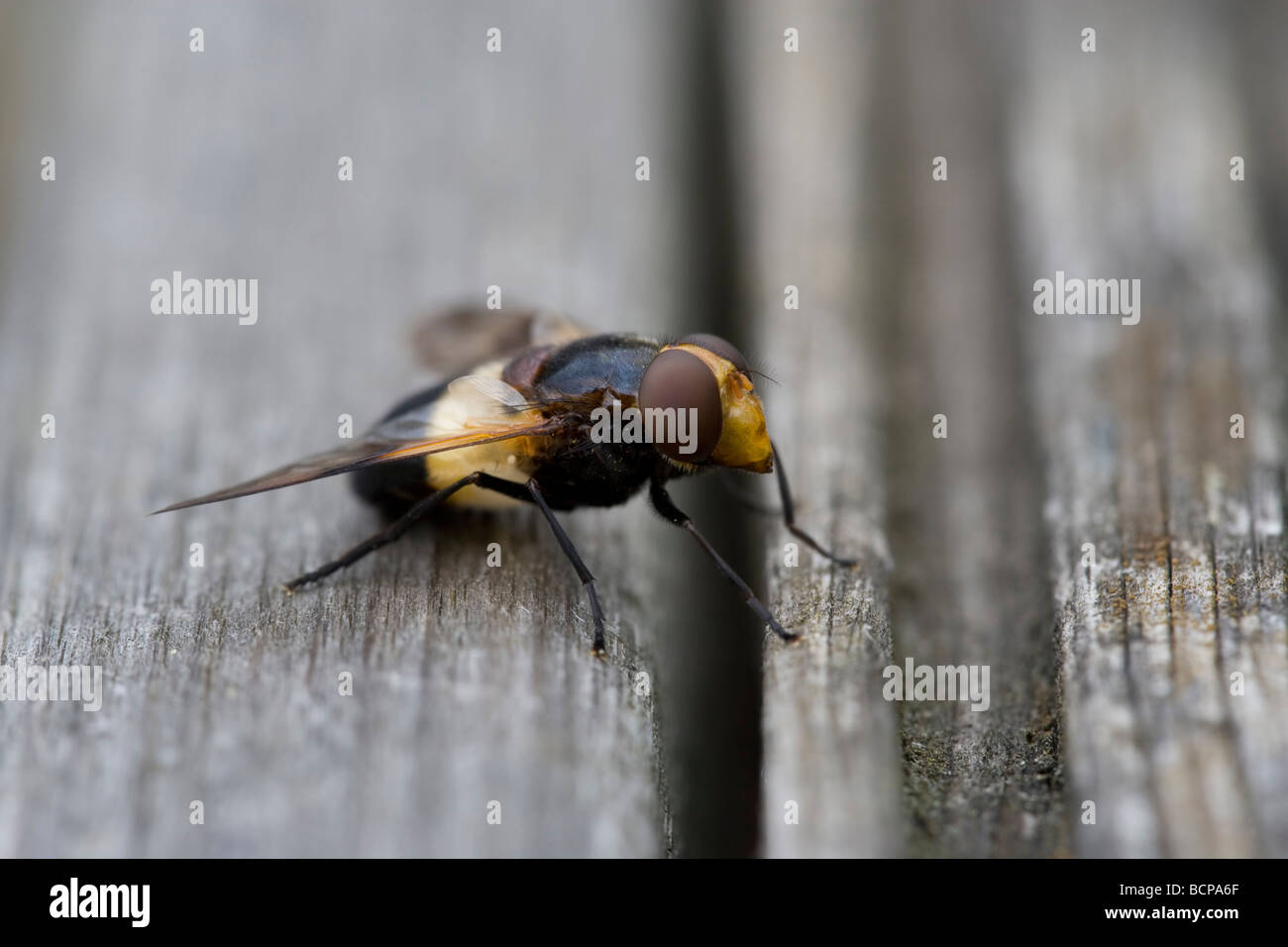 Volucella Inflata volare vero vola ordine Ditteri Foto Stock