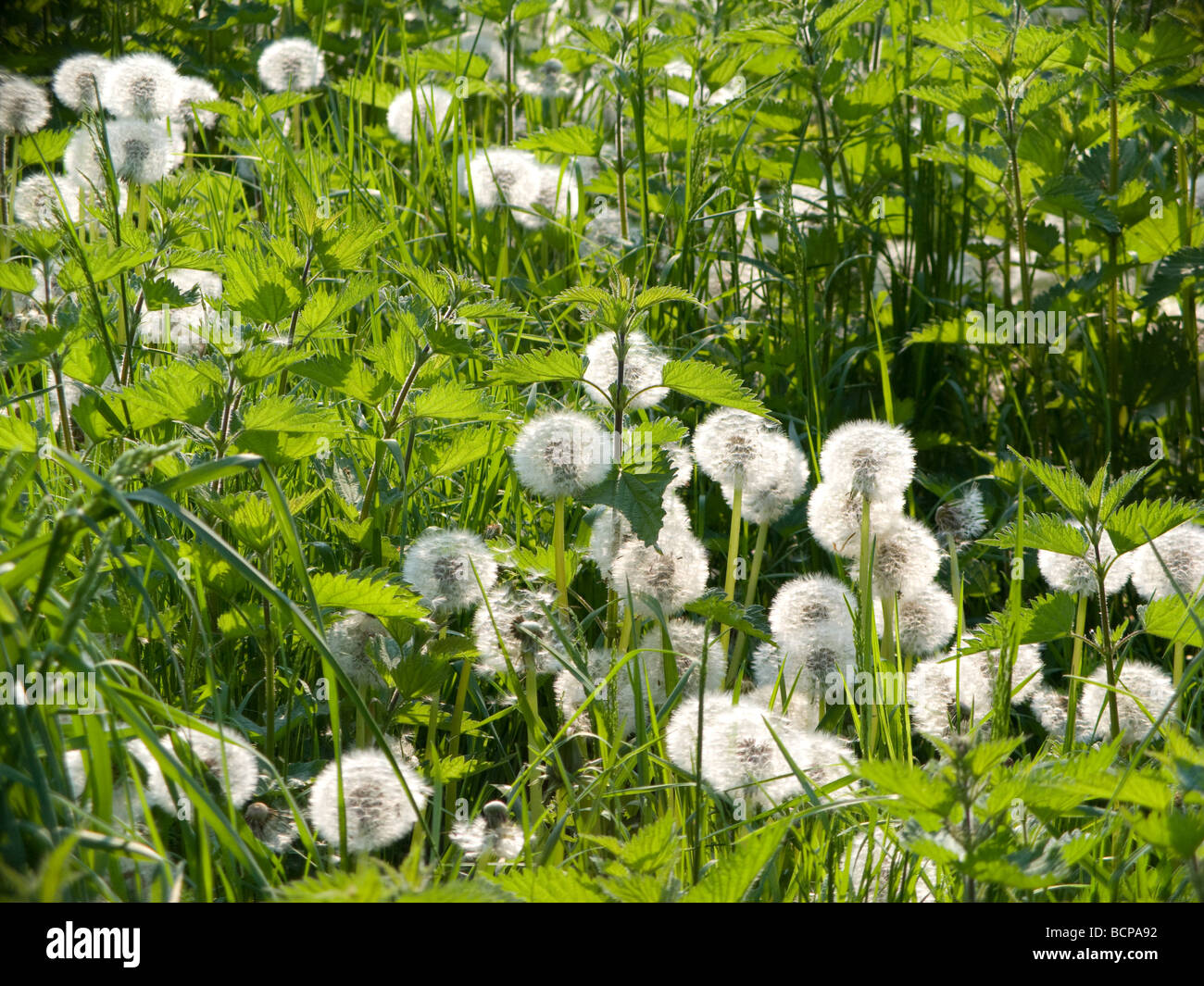 Campo di tarassaco e ortiche nel tardo pomeriggio la luce del sole che mostra i dettagli. Foto Stock