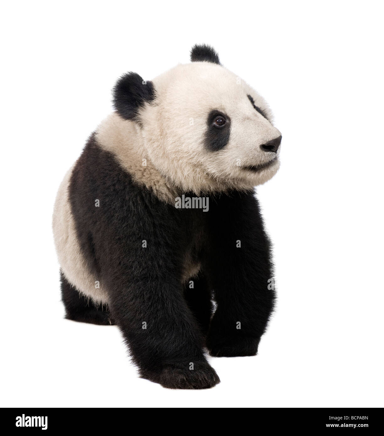 Panda gigante, diciotto mesi, Ailuropoda melanoleuca davanti a uno sfondo bianco, studio shot Foto Stock