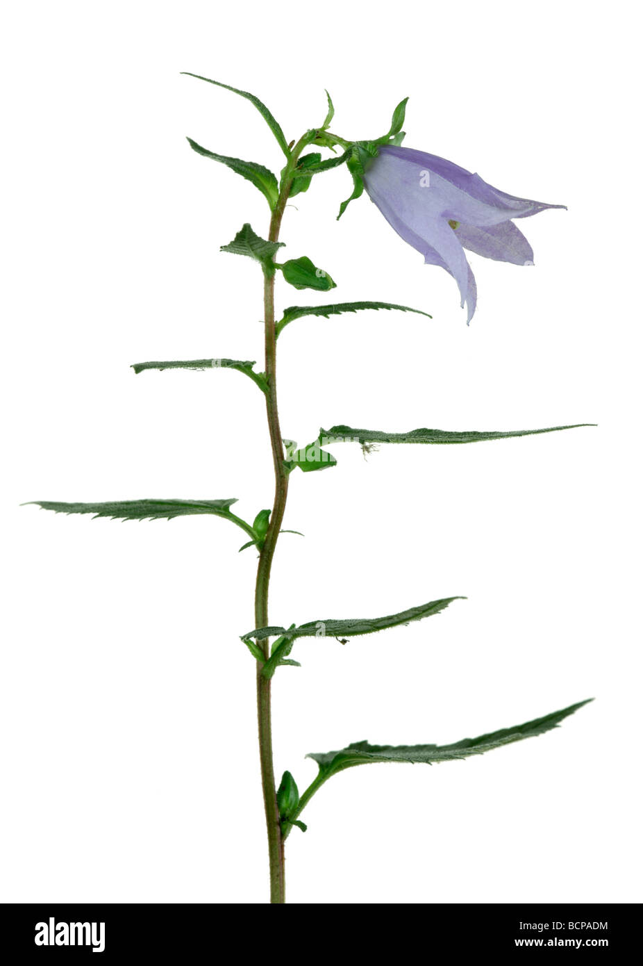 Harebell Campanula rotundifolia fiore Foto Stock