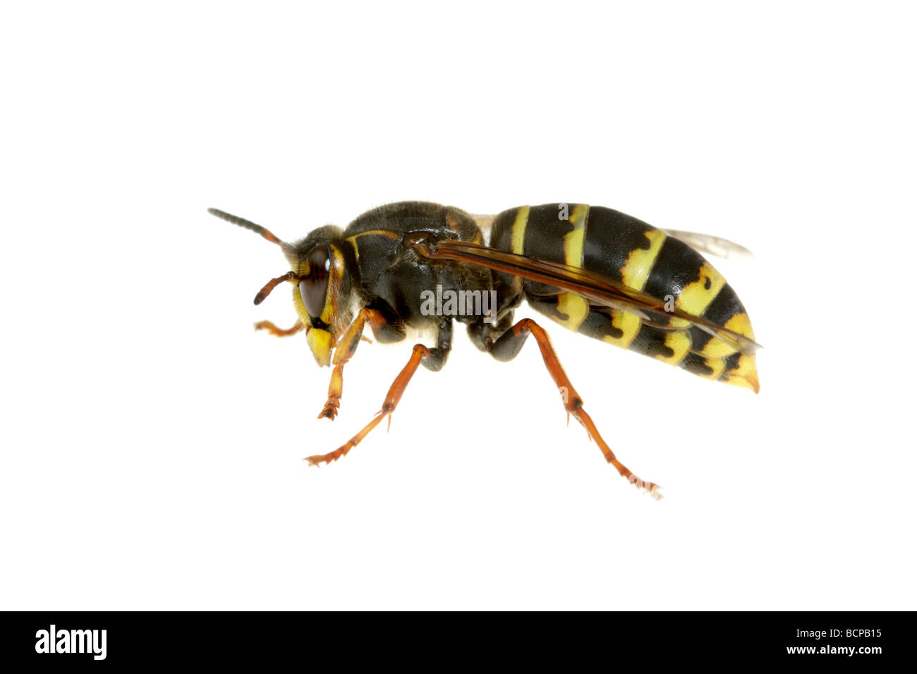 Media wasp Dolichovespula media Foto Stock