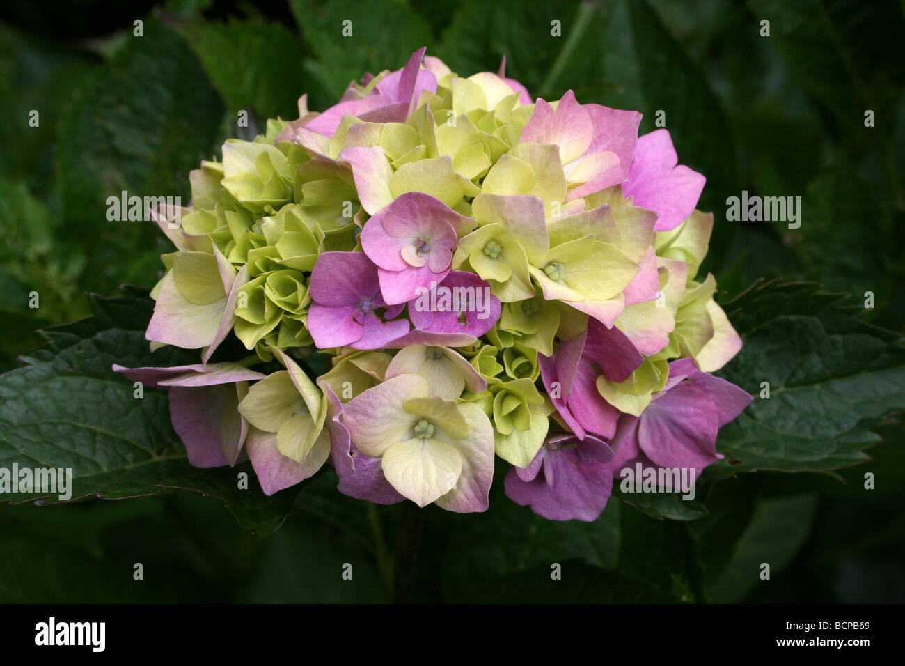 Hydrangea macrophylla 'Leuchtfeuer' presi in Croxteth Hall giardino murato, Liverpool, England, Regno Unito Foto Stock