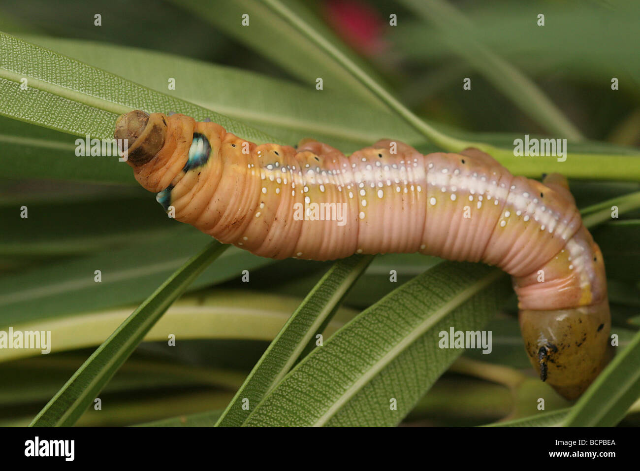 Caterpillar dell'oleandro Hawk moth Daphnis nerii Israele Foto Stock