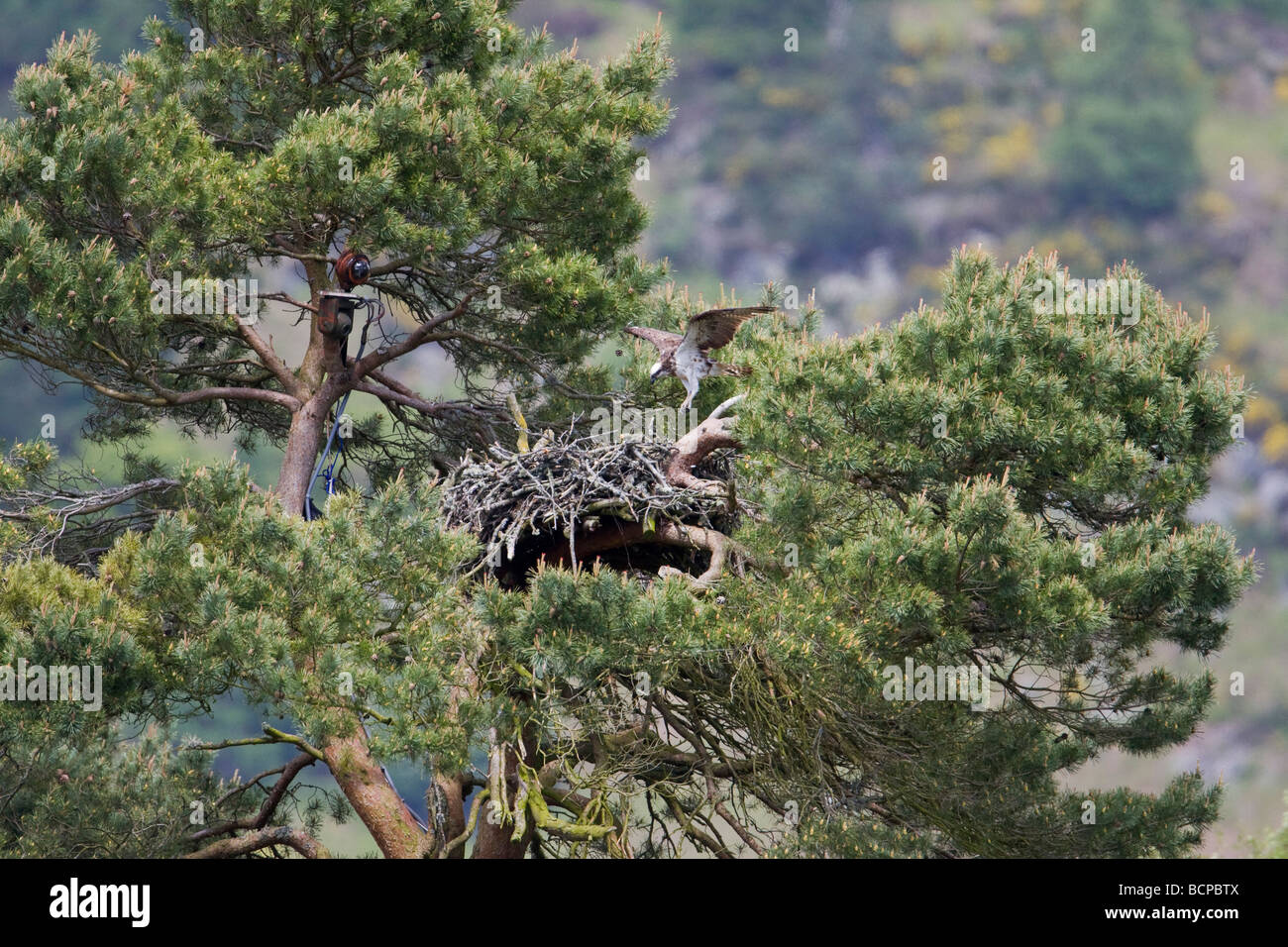 Osprey femmina di atterraggio su nest - Loch del Lowes, Perth and Kinross, Scozia Foto Stock