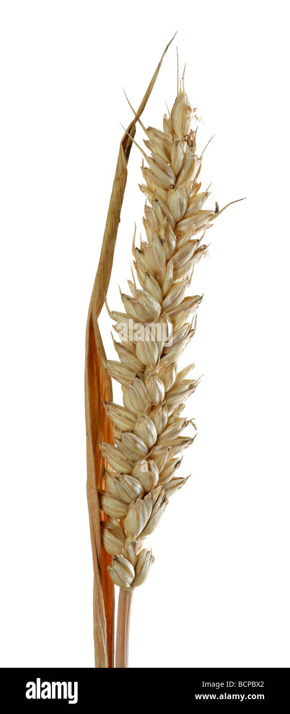 Spiga di grano Foto Stock