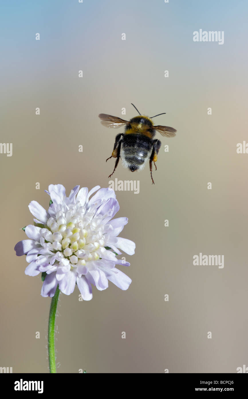 Bumble Bee volare da fiore Scabious Foto Stock