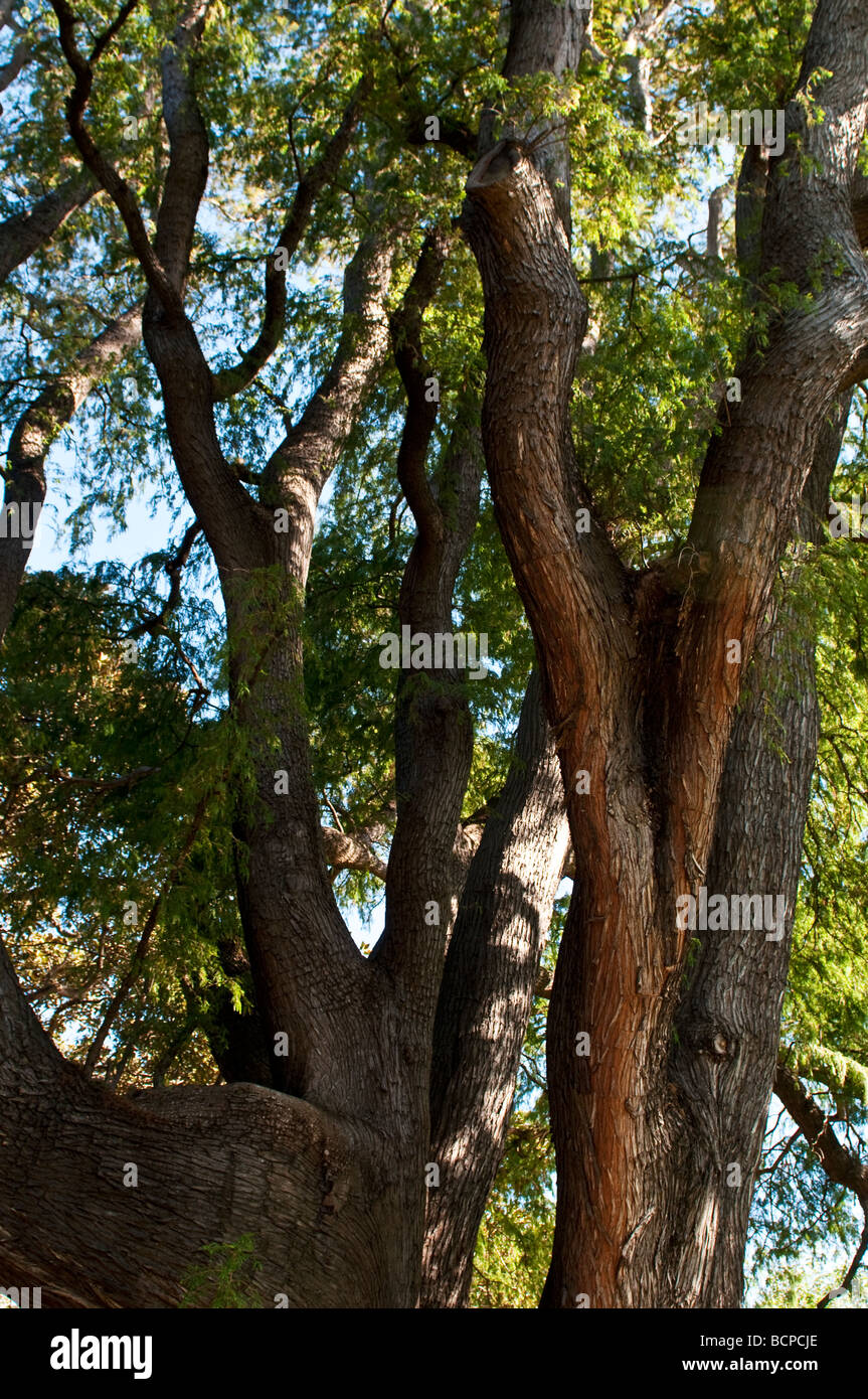 Mexican cipresso calvo Taxodium mucronatum Royal Botanic Gardens Sydney NSW Australia Foto Stock