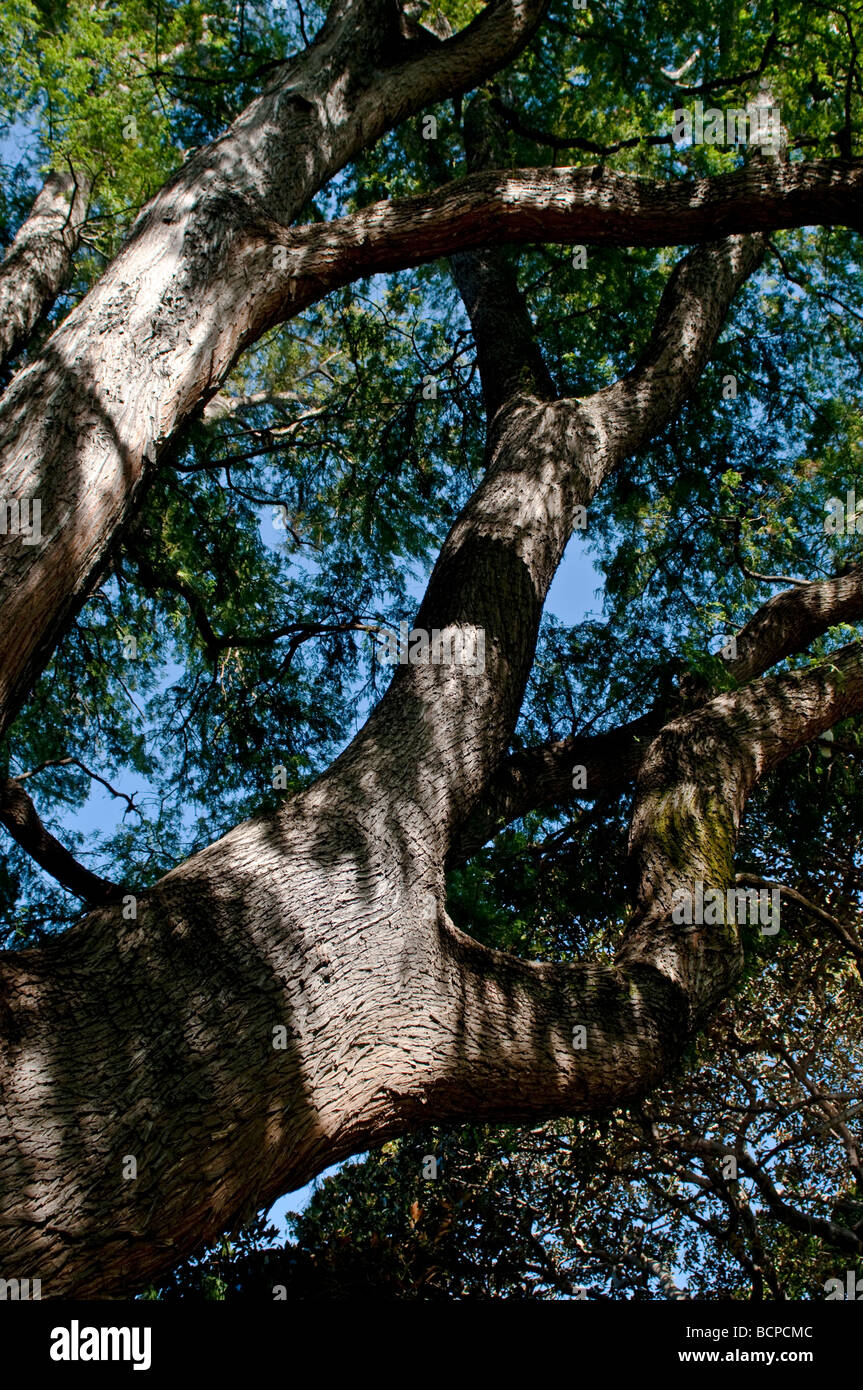 Mexican cipresso calvo Taxodium mucronatum Royal Botanic Gardens Sydney NSW Australia Foto Stock