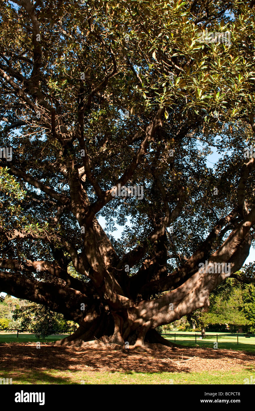 Moreton Bay Fig Ficus macrophylla, strangolando fico, Royal Botanic Gardens Sydney NSW Australia Foto Stock