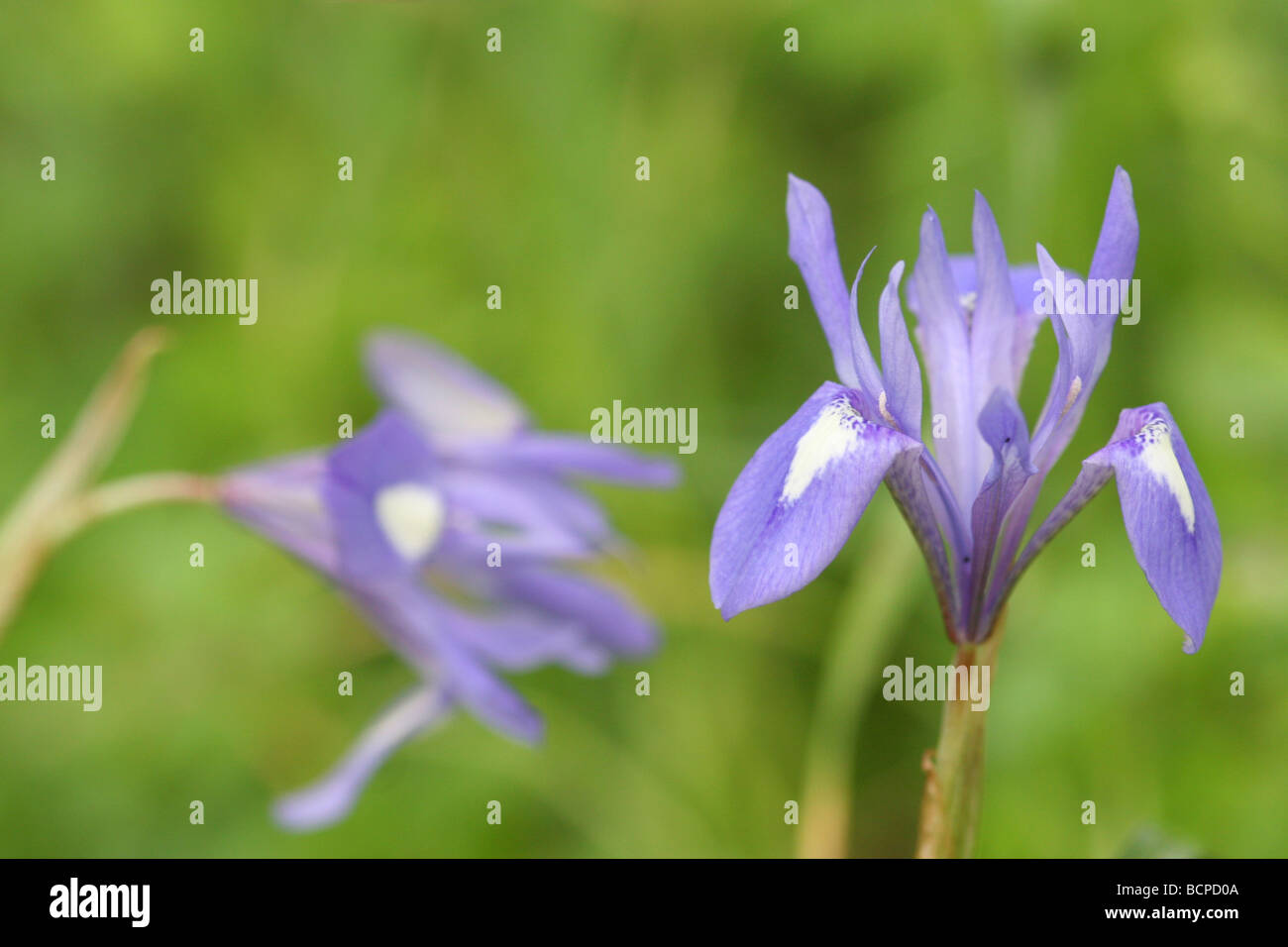 Iris blu o dado barbareschi Gynandriris sisyrinchium Foto Stock
