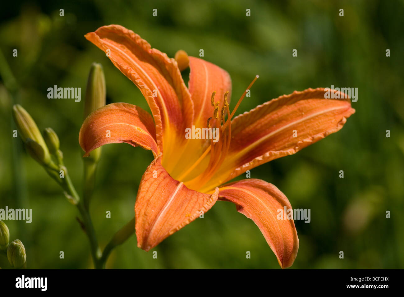 Fosso Tiger Orange giglio di giorno lilly Hemerocallis Fulva Foto Stock