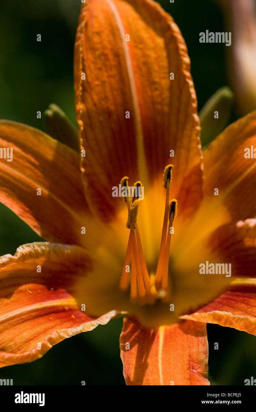 Fosso Tiger Orange giglio di giorno lilly Hemerocallis Fulva Foto Stock