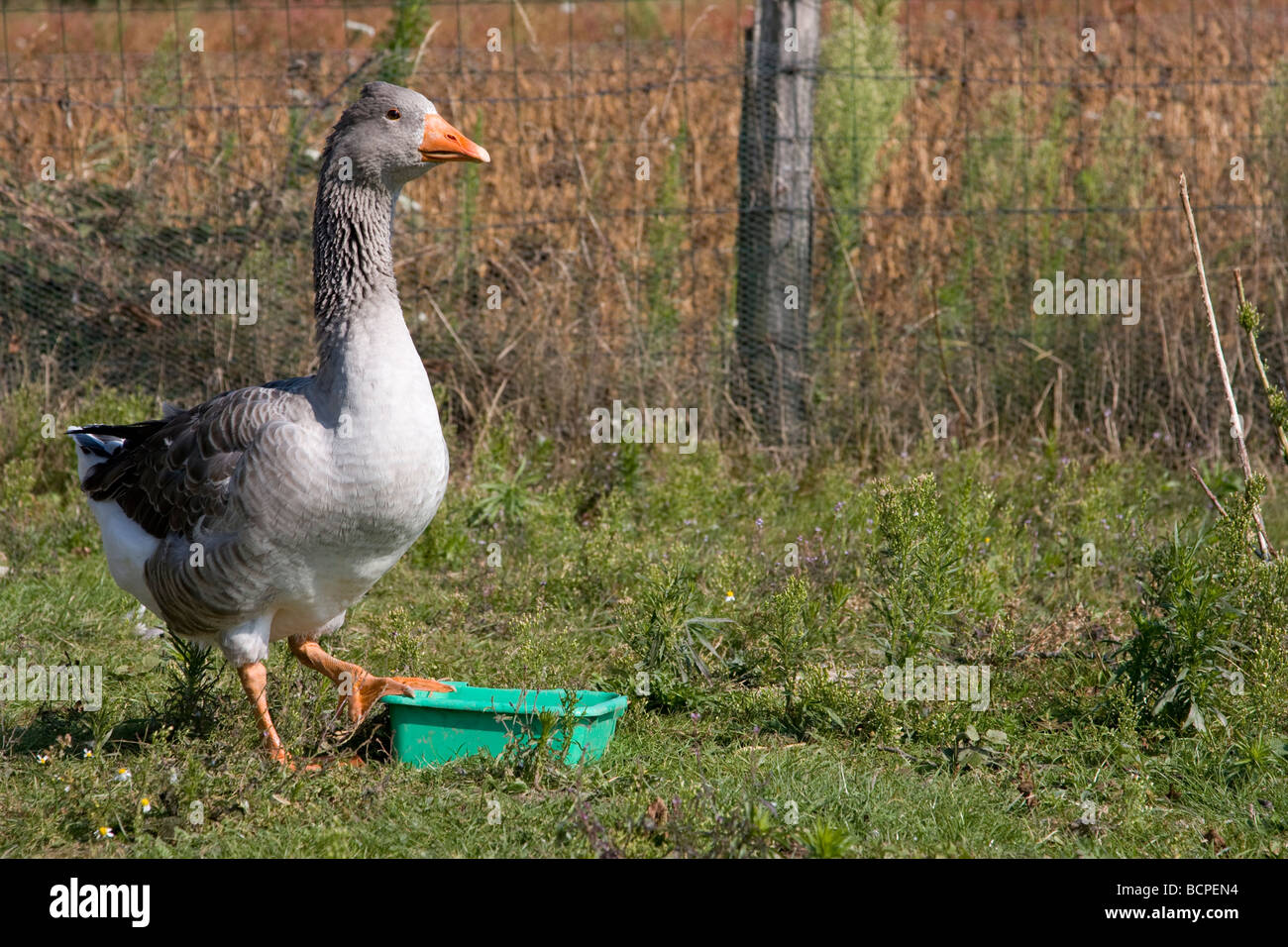Goose con un atteggiamento difensivo Foto Stock