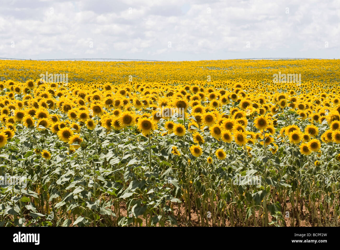 Archiviato di girasoli Foto Stock