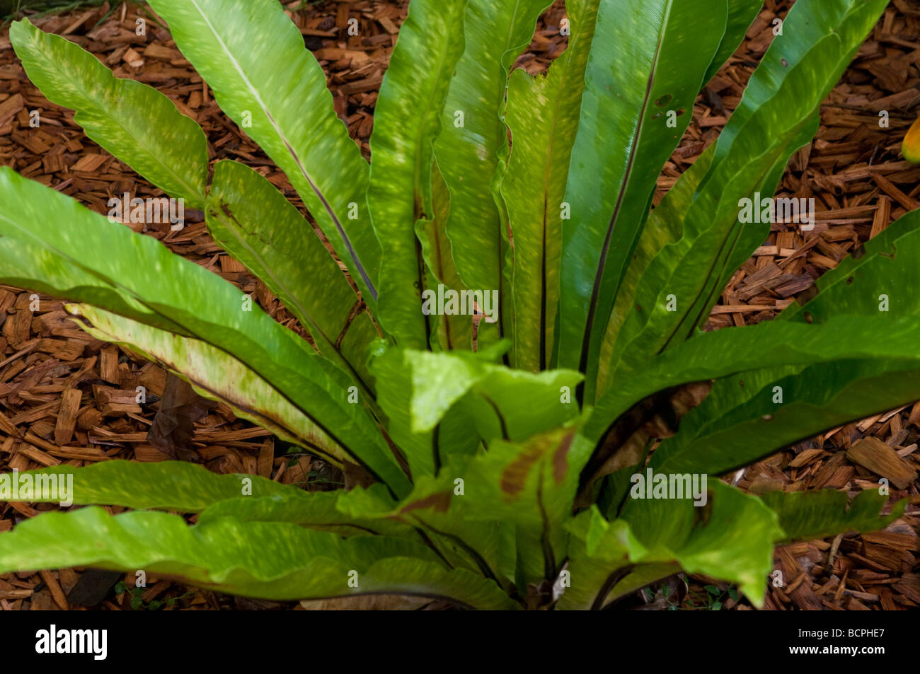 Nido di felci Asplenium o impianto australasicium Foto Stock