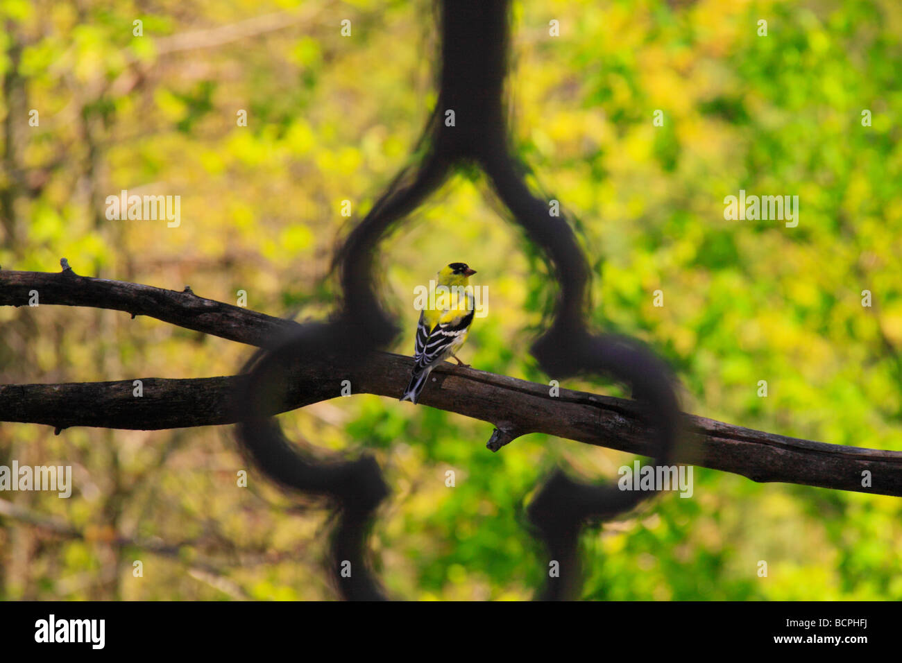 Vista attraverso il gate del Cardellino sul ramo Dupont Lodge Cumberland Falls membro Resort Park Corbin Kentucky Foto Stock