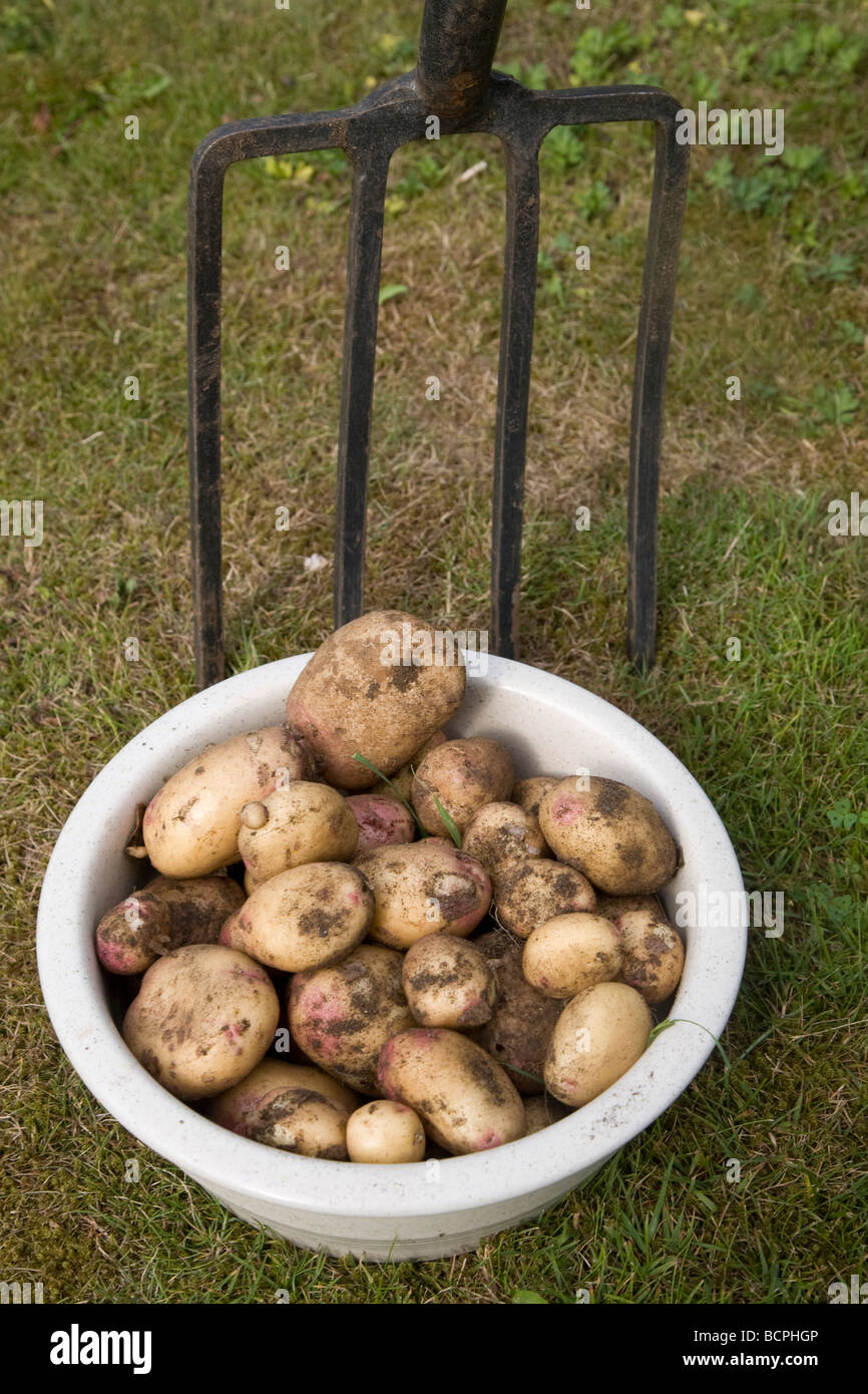 Appena scavato per le patate di primizia di forcella di giardino Foto Stock