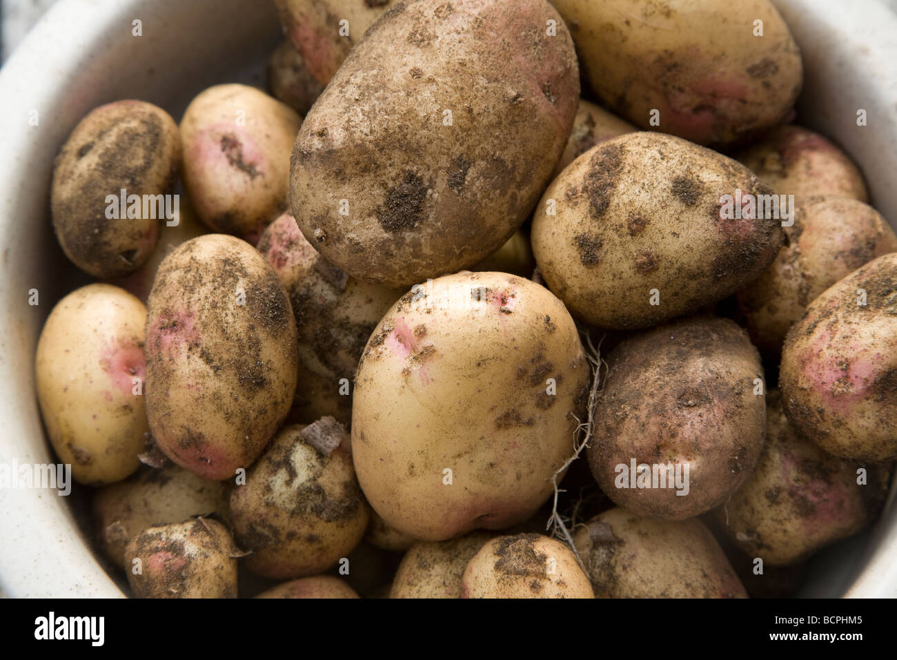Appena scavato per le patate di primizia in vaso Foto Stock