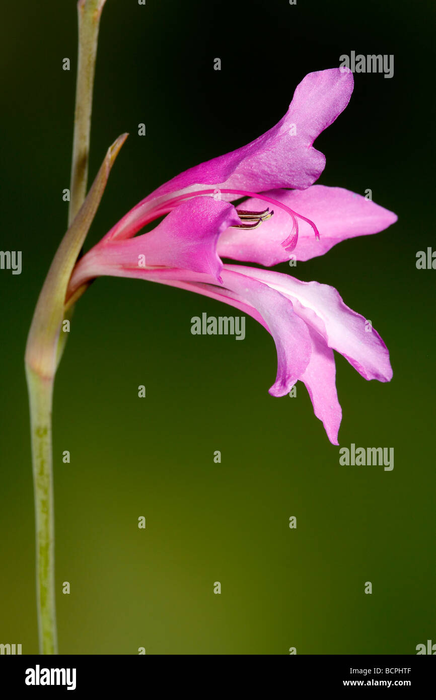 Wild gladiolus Gladiolus illyricus Alicante Spagna Foto Stock
