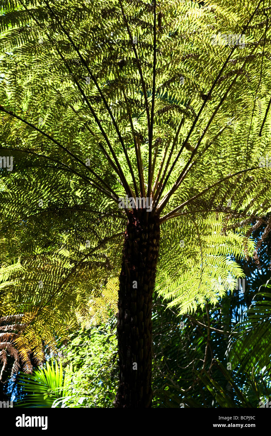 Albero della felce Foto Stock