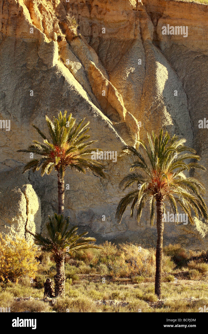 Data palm Phoenix dactylifera Murcia Spagna Foto Stock