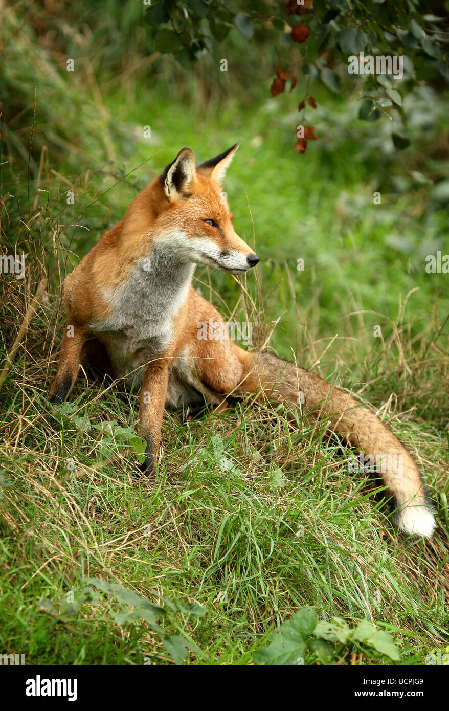 Volpe (Vulpes vulpes) in appoggio su una banca erbosa Foto Stock