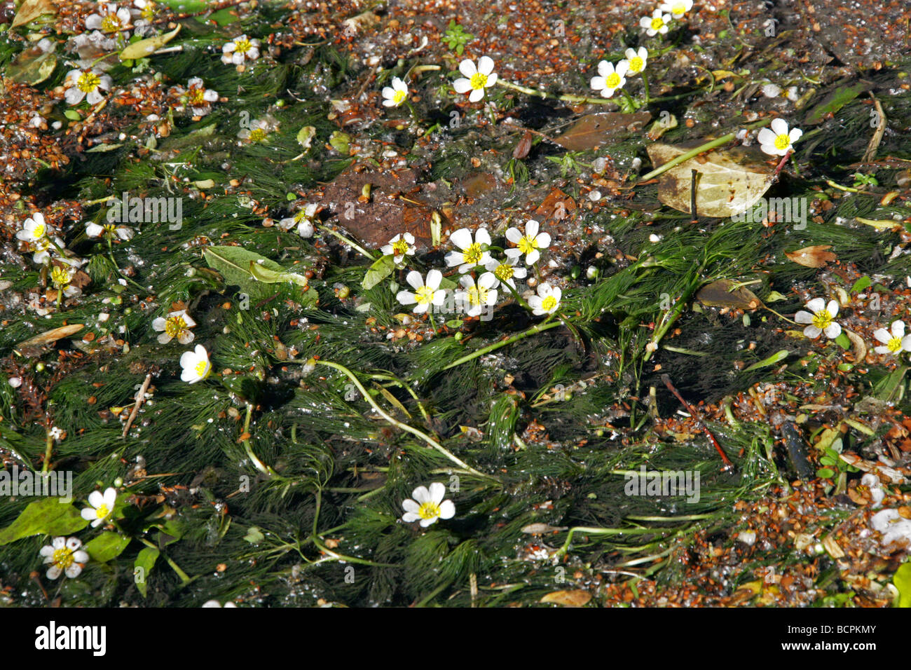 Chalk-acqua di ruscello, Crowfoot Ranunculus penicillatus, Ranunculaceae Foto Stock
