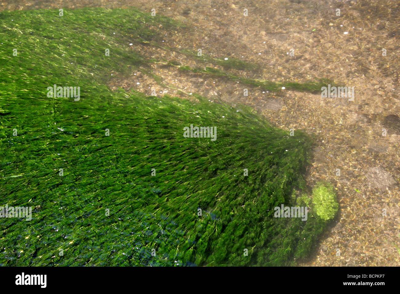 Chalk-acqua di ruscello, Crowfoot Ranunculus penicillatus, Ranunculaceae Foto Stock