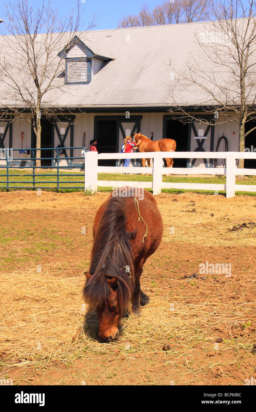 Horse munching fieno il Kentucky Horse Park Lexington Kentucky Foto Stock