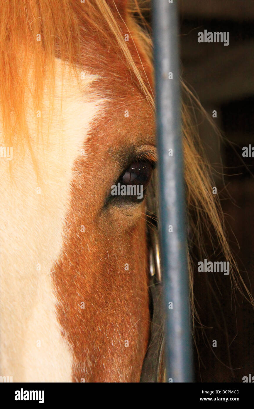 Progetto di cavallo in stallo a Kentucky Horse Park Lexington Kentucky Foto Stock