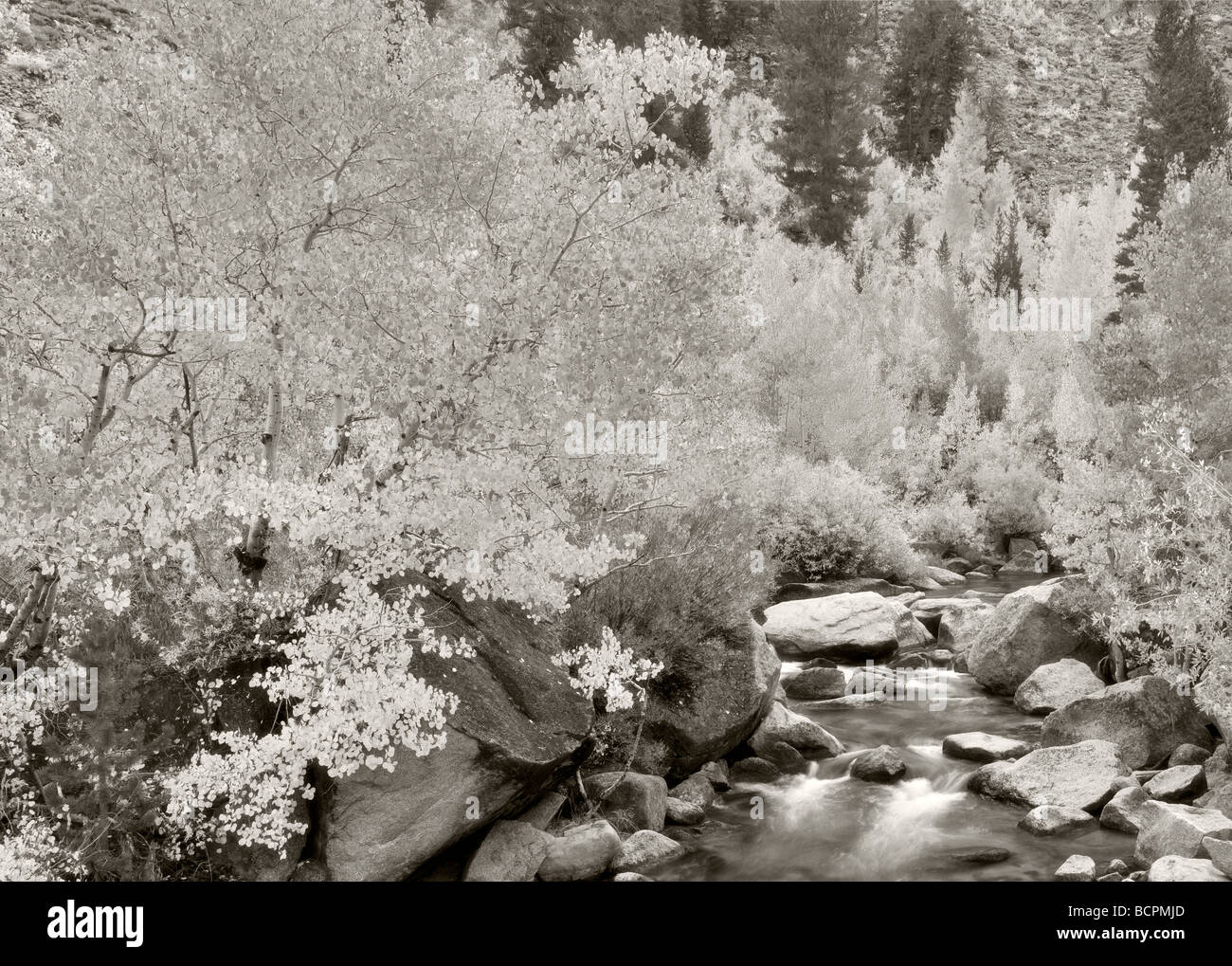 Forcella sud Vescovo Creek con fall aspens colorati di Inyo National Forest Eastern Sierras California Foto Stock