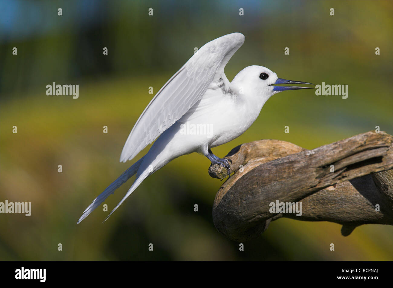 Bianco (a) Fairy Tern Gygis alba adulto appollaiato sul ramo morto sull isola degli uccelli, Seicelle in maggio. Foto Stock