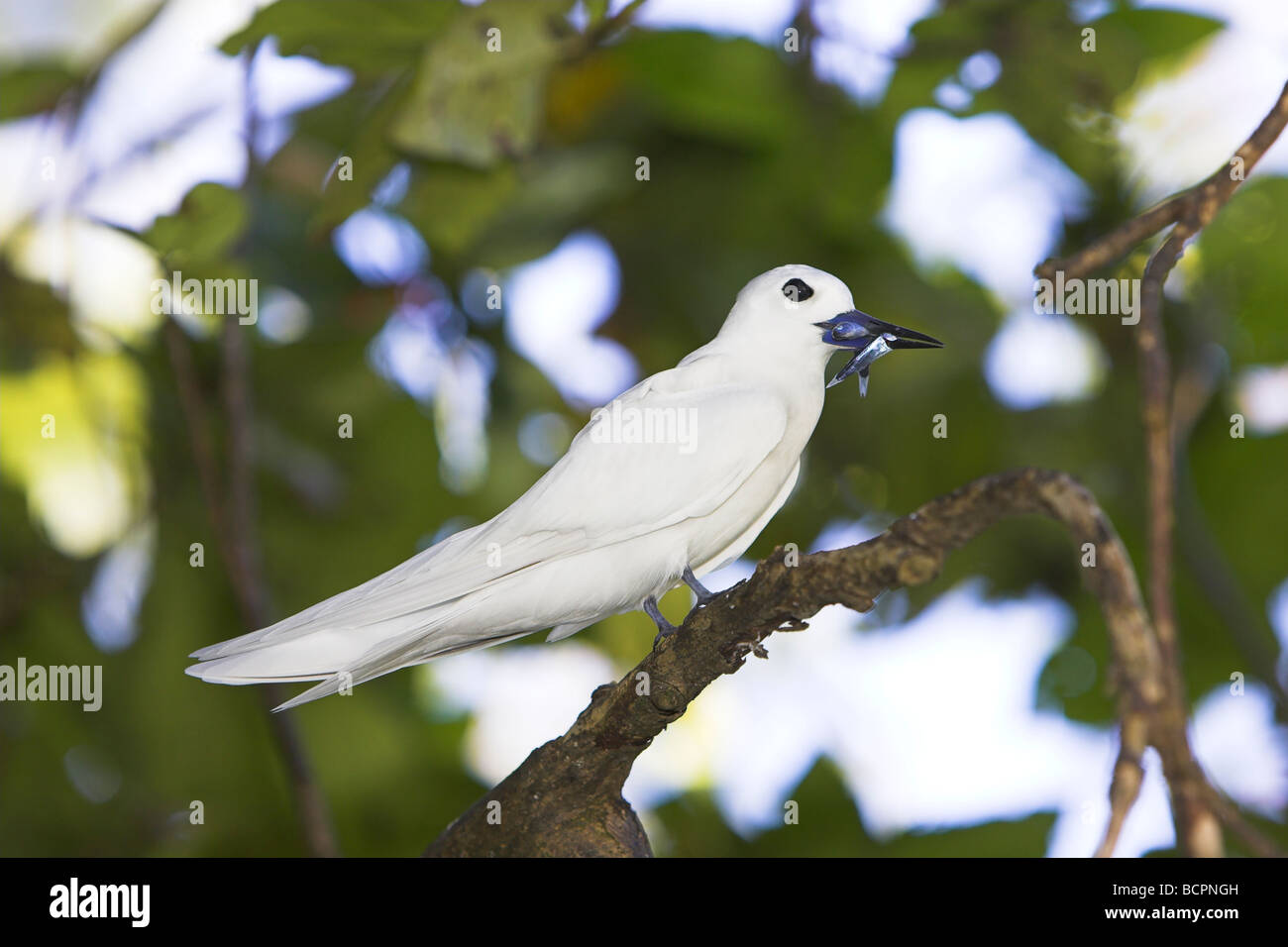 Bianco (a) Fairy Tern Gygis alba adulto con cibo sul ramo a Bird Island Seychelles in aprile. Foto Stock