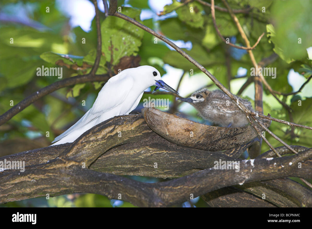 Bianco (a) Fairy Tern Gygis alba chick essendo alimentato da genitori a Bird Island Seychelles in aprile. Foto Stock