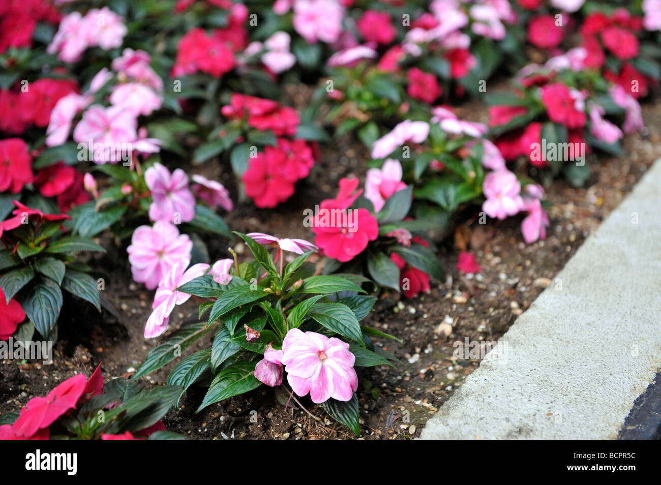 Rosso e Rosa Impatiens piante piantate marciapiede Foto Stock