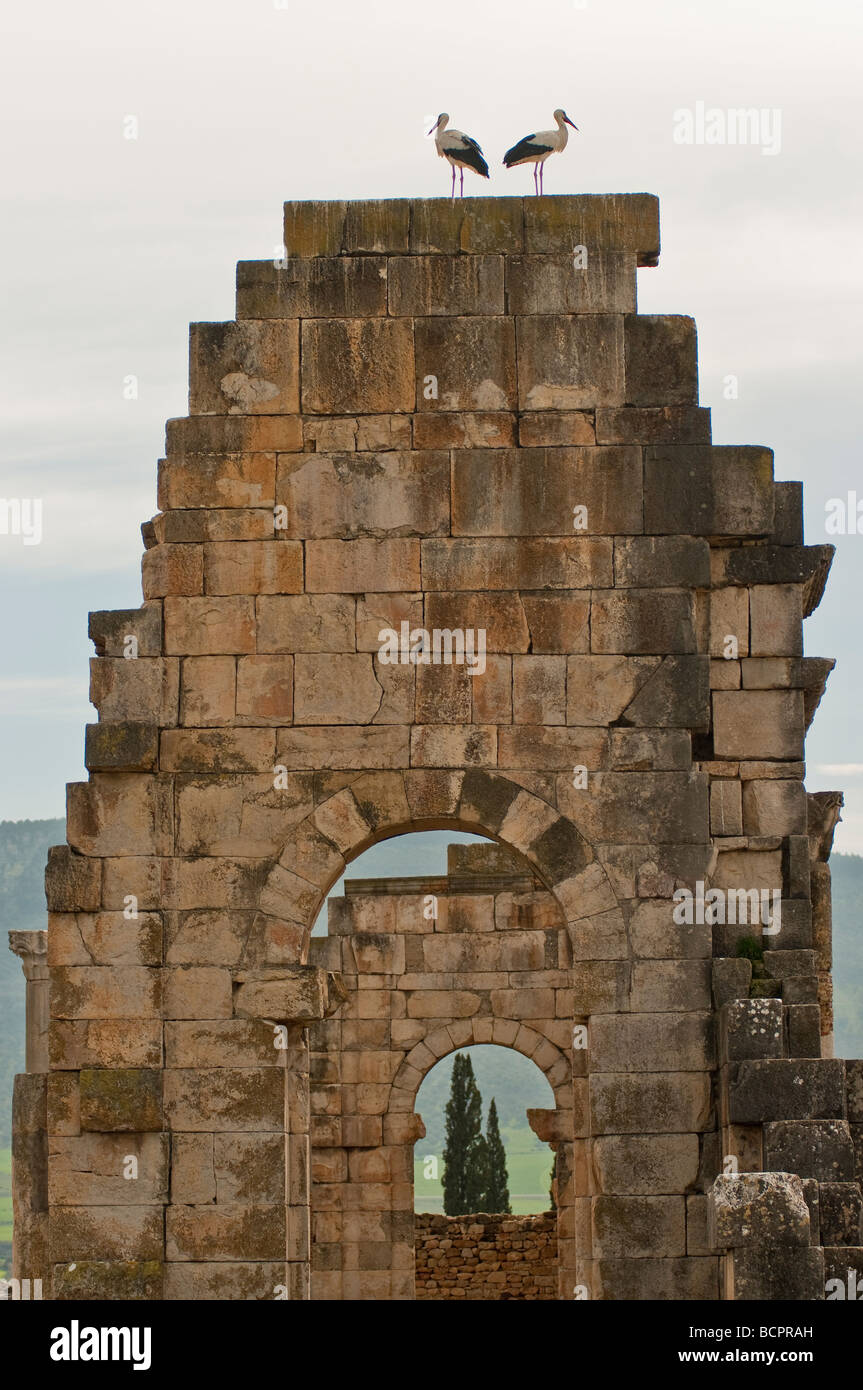 Rovine romane di Volubilis, Marocco Foto Stock