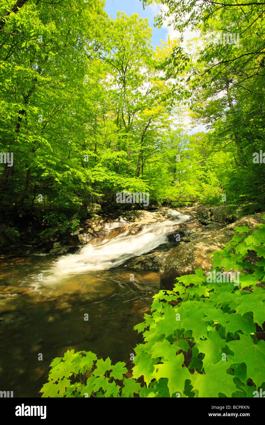 Quercia bianca flusso canyon parco nazionale di Shenandoah Virginia Foto Stock