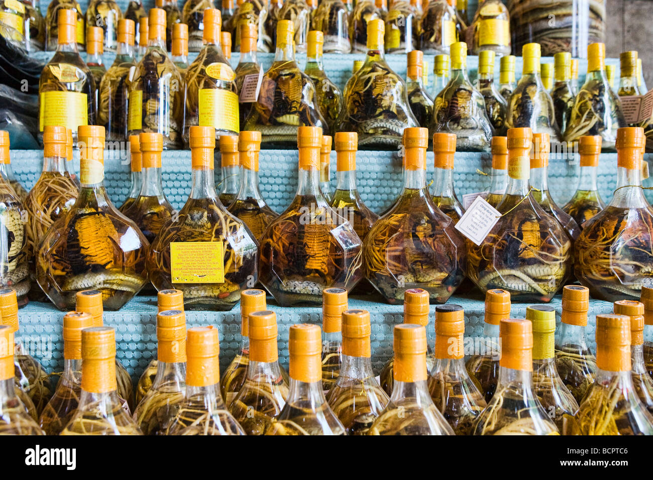 Bottiglie di vino di serpente sul display in Vietnam Foto Stock