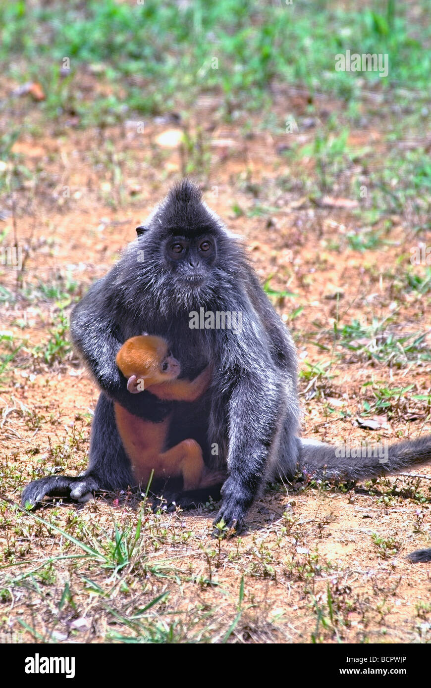 Foglia argentata scimmia con orange capretti,Sabah,Borneo Foto Stock