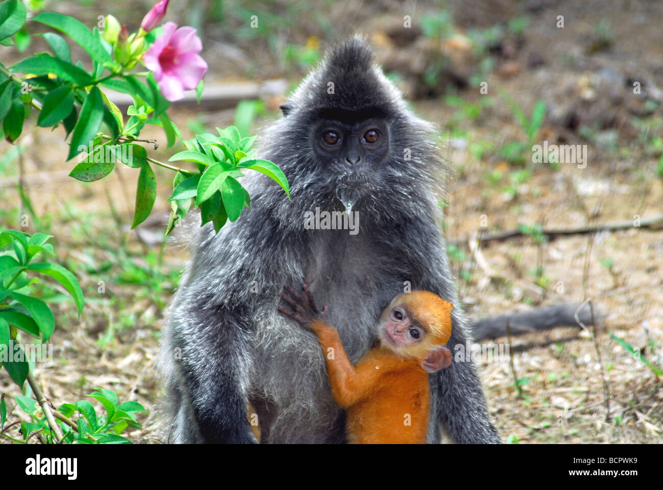Foglia argentata scimmia con il suo bambino arancione Foto Stock