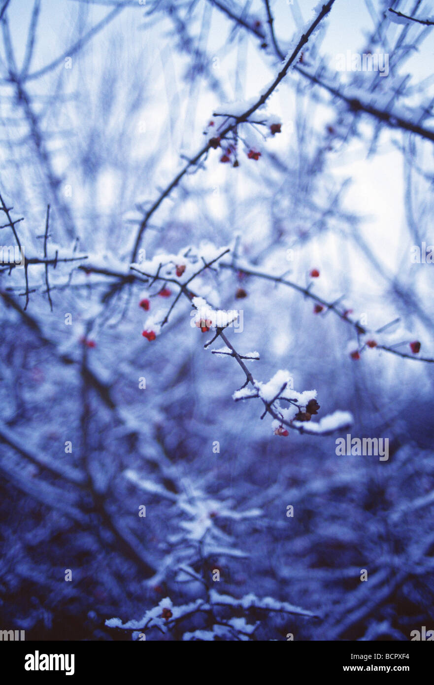 Euonymus europaeus albero di mandrino Foto Stock