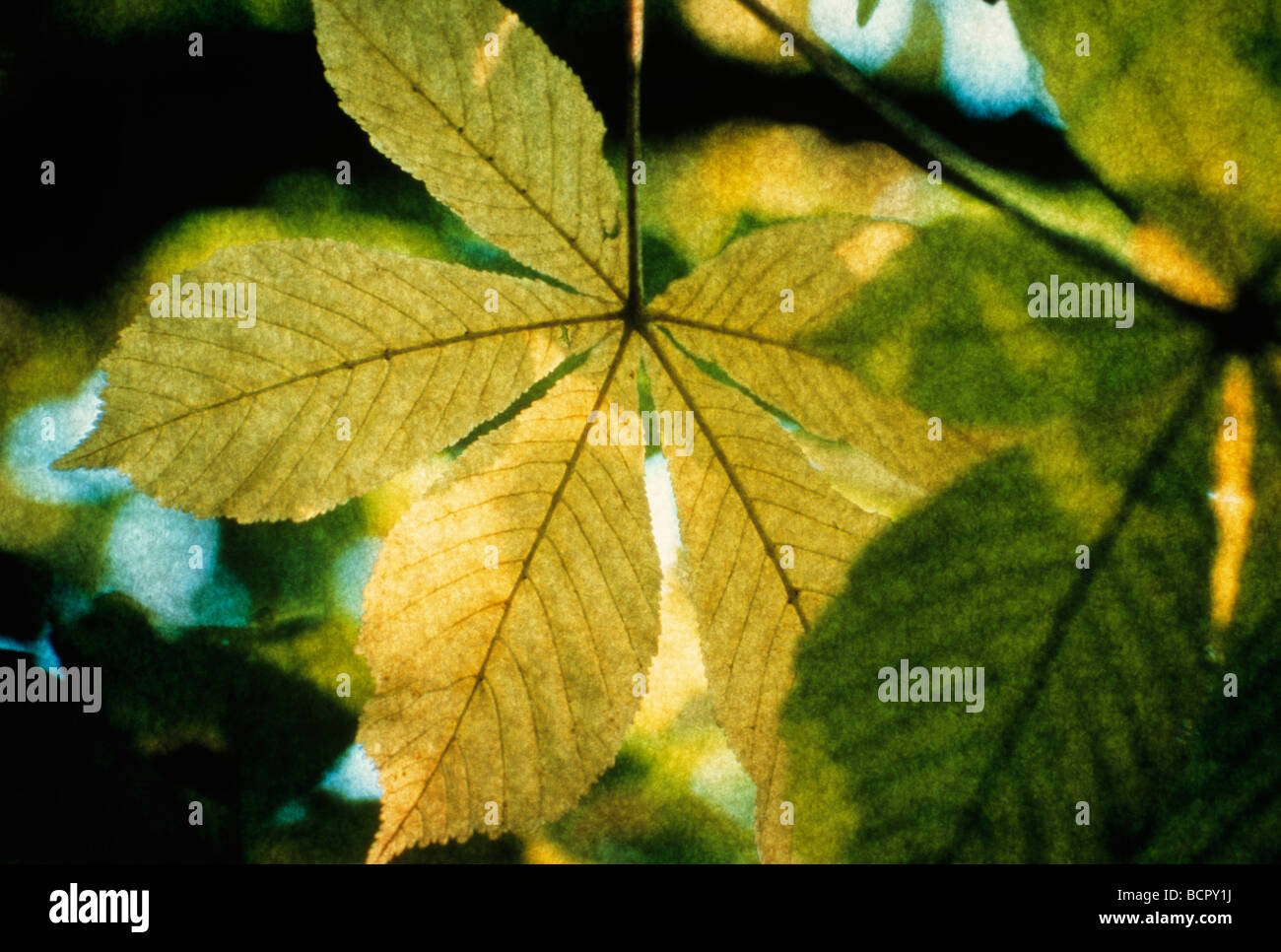 Aesculus hippocastanum Ippocastano Foto Stock