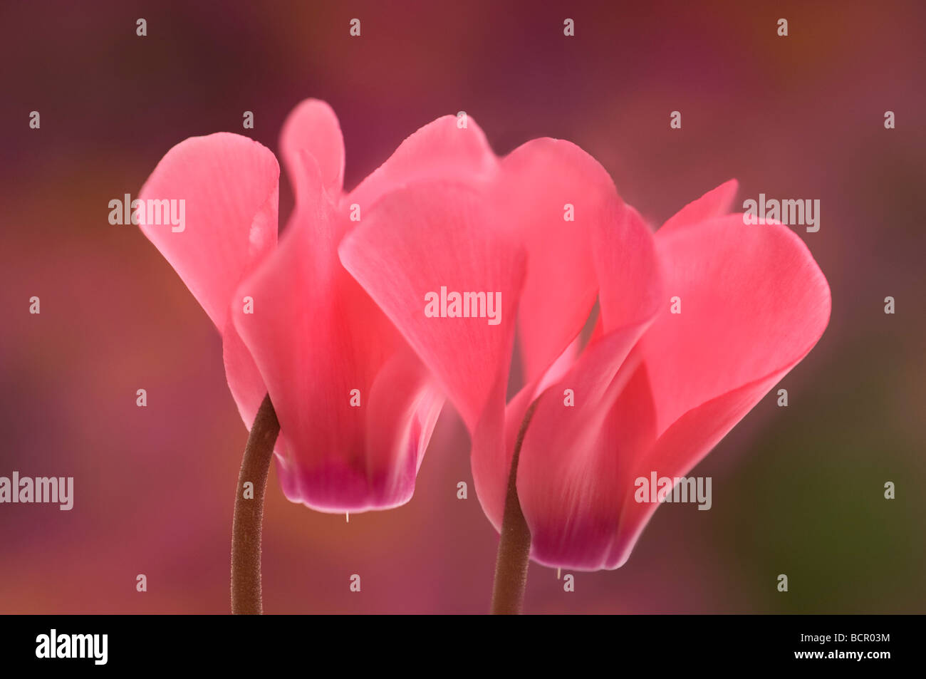 Ciclamino hederifolium fiori di colore rosa Foto Stock